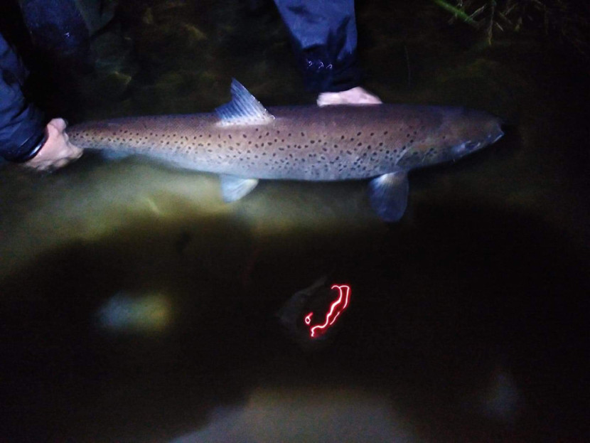 Harvest sewin 31 inches, River Towy (Lyn Williams)